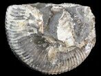 Wide Kosmoceras Ammonite - England #42647-1